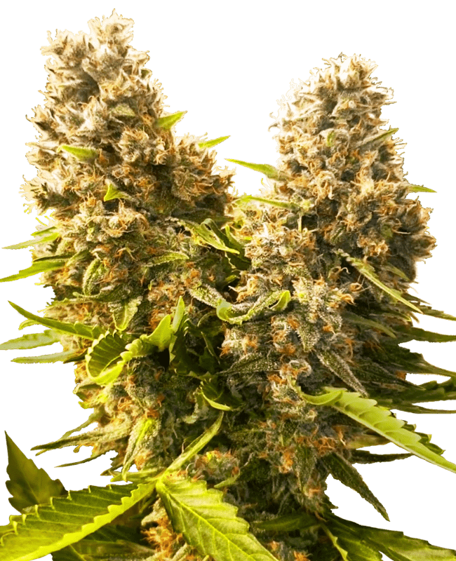 Sensei Seeds Banana Kush Cake Auto (1 FEM) - BudMother.com