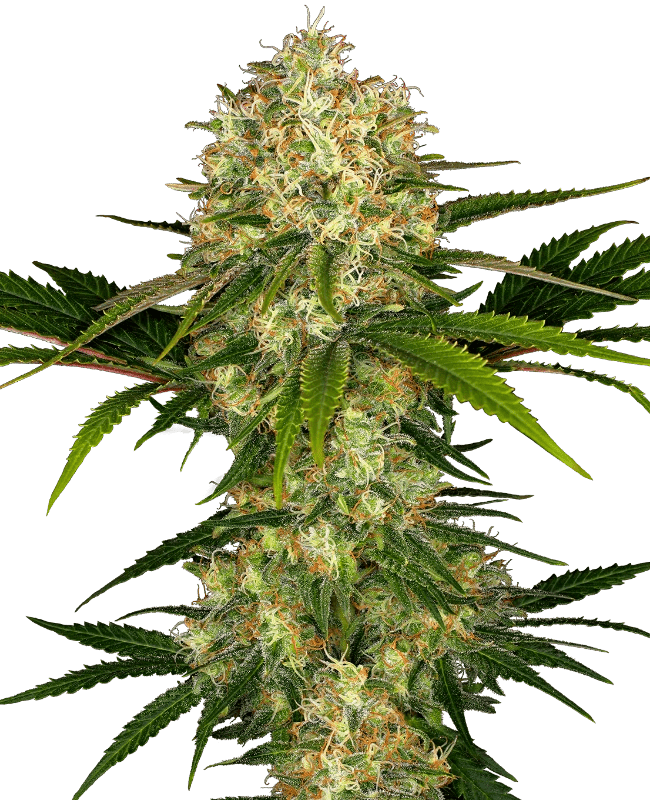 Sensei Seeds Afghani #1 (1 FEM) - BudMother.com