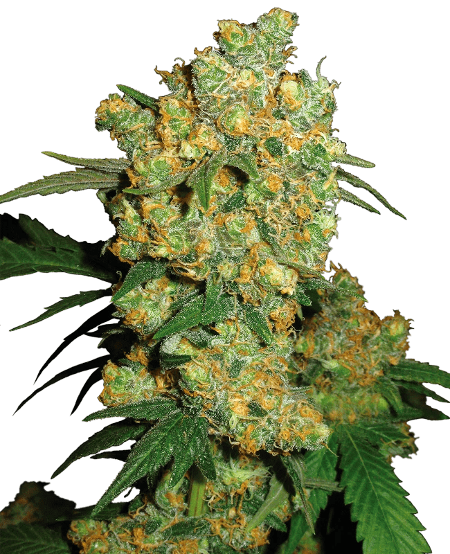 Sensi Seeds Big Bud (3 FEM) - BudMother.com