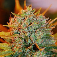 Bild in Galerie-Viewer laden, G13 Labs Gigabud (5 FEM) - BudMother.com
