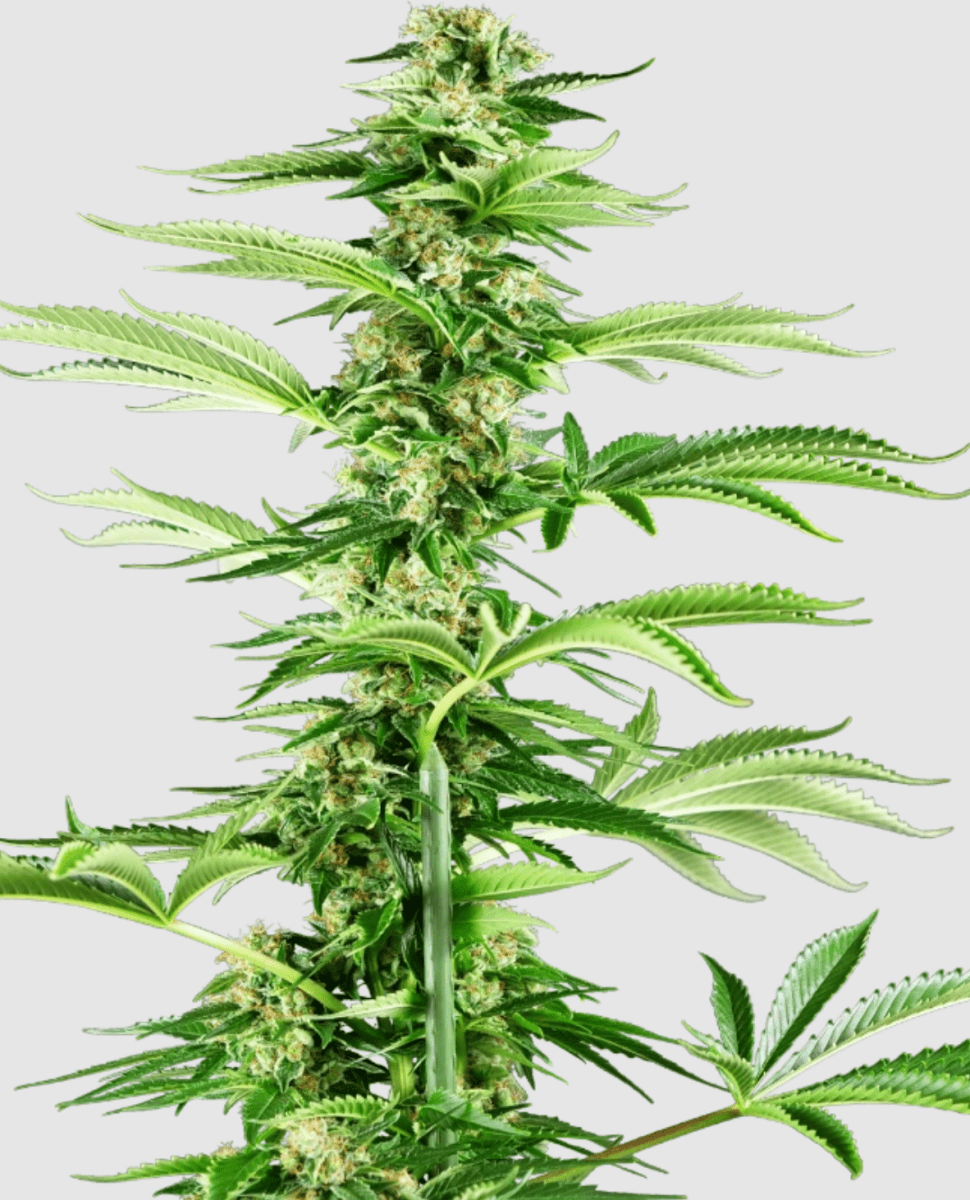 Sensi Research Honey Melon Haze (1 FEM) - BudMother.com