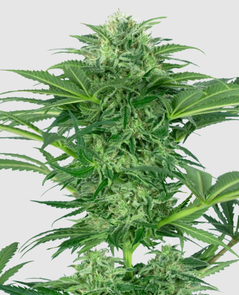 Sensi Research Caramellow Kush (1 FEM) - BudMother.com