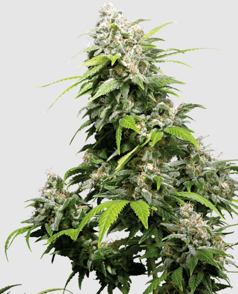 Sensi Seeds California Indica (3 FEM) - BudMother.com