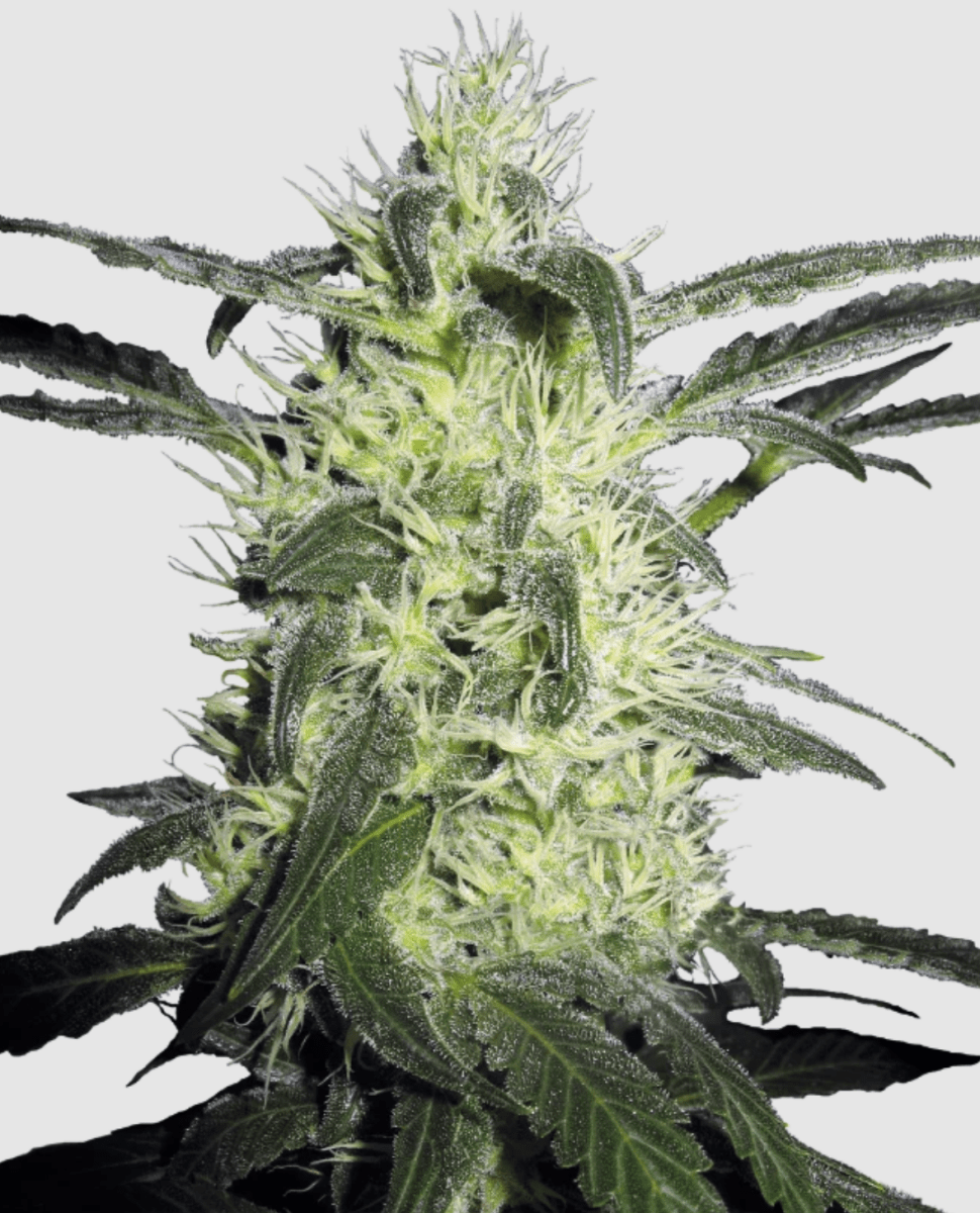 Sensi Seeds Silver Haze (1 FEM) - BudMother.com