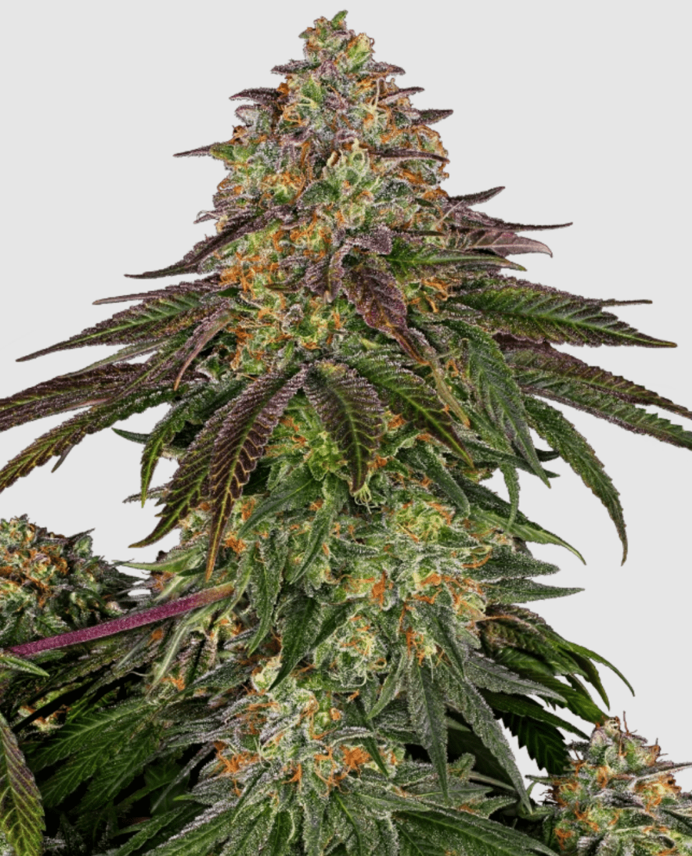 Sensi Seeds Sweet Cherry Kush (3 FEM) - BudMother.com