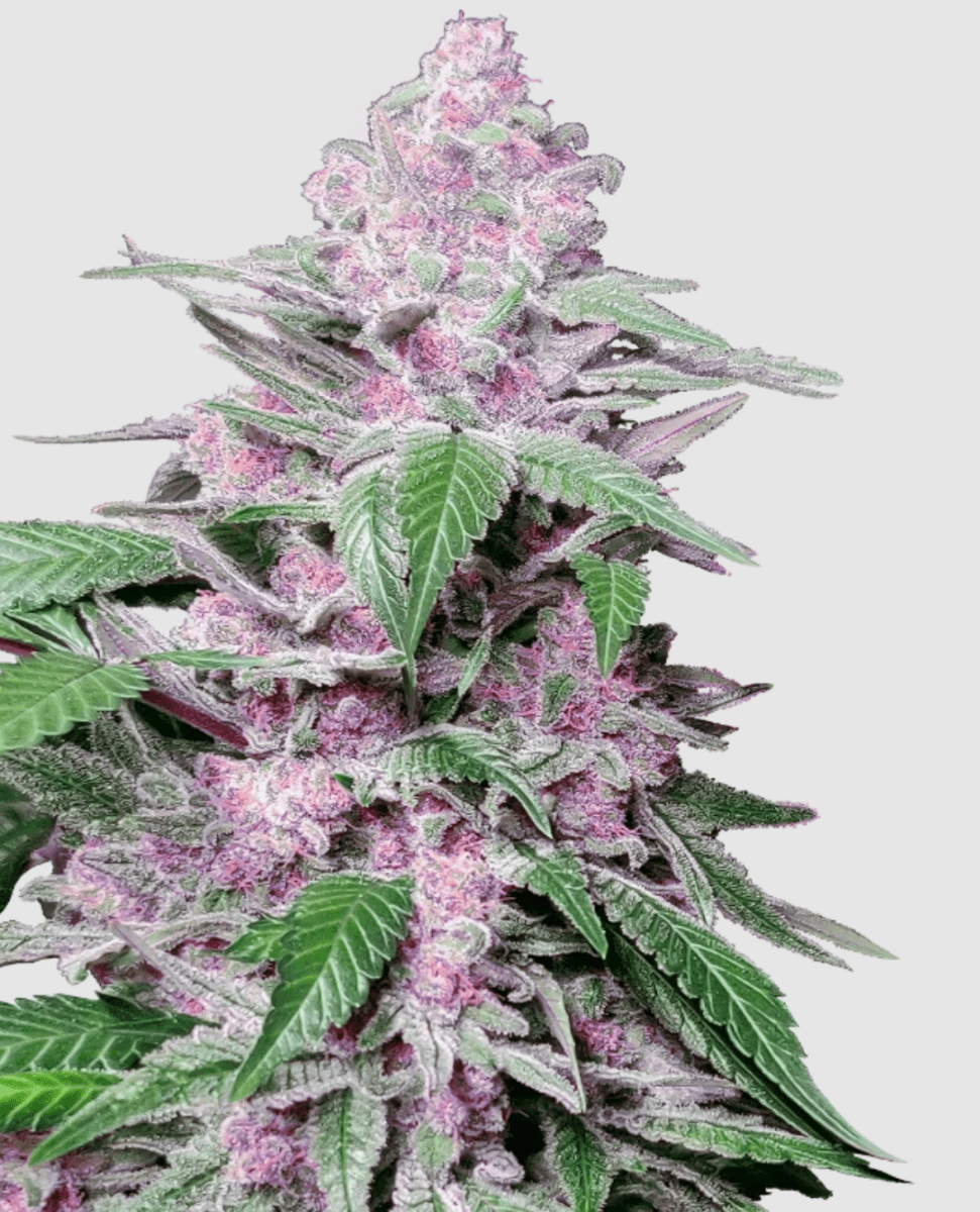 Sensi Research Purple Cookie Kush (1 FEM) - BudMother.com