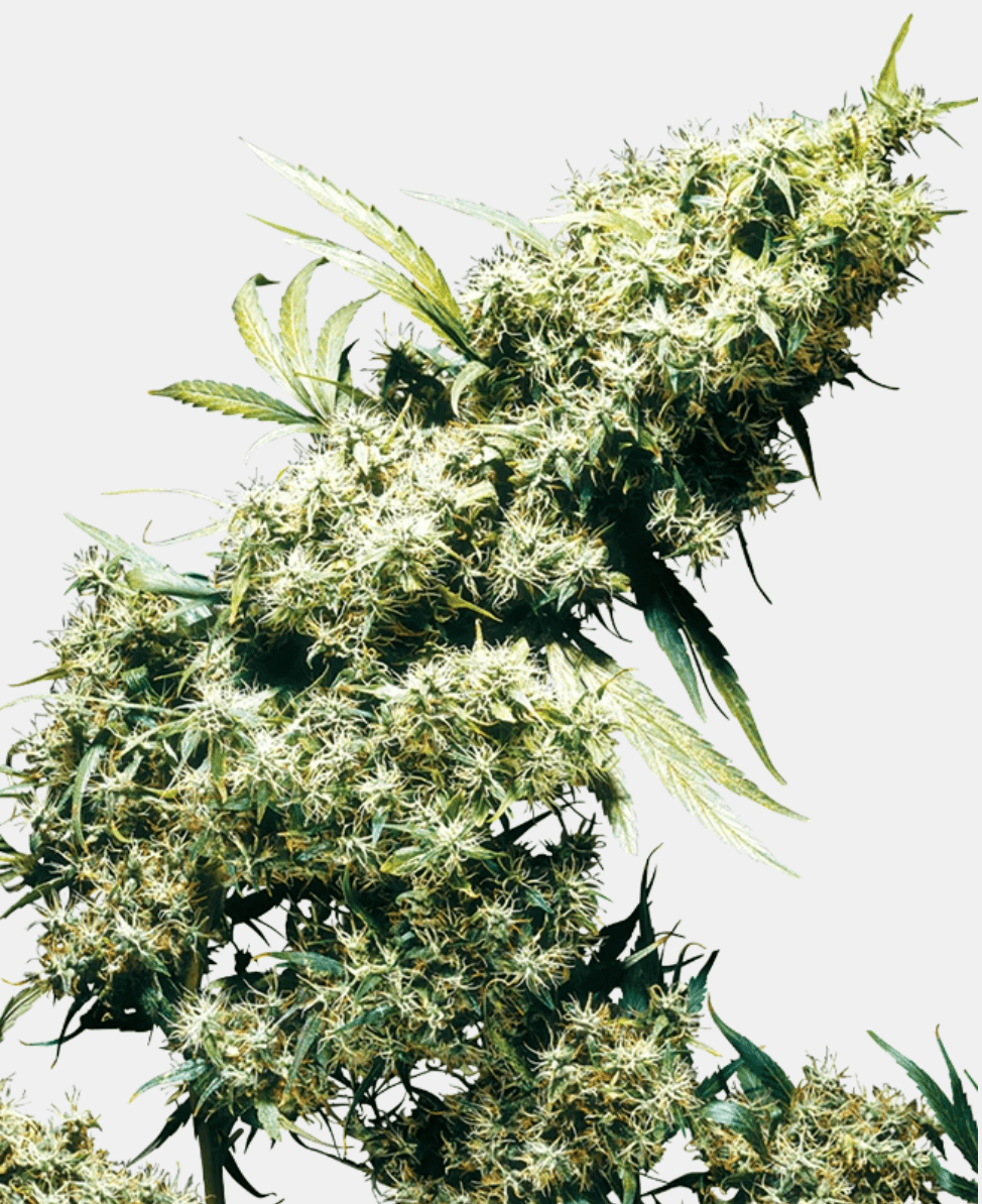 Sensi Seeds Jamaican Pearl (1 FEM) - BudMother.com