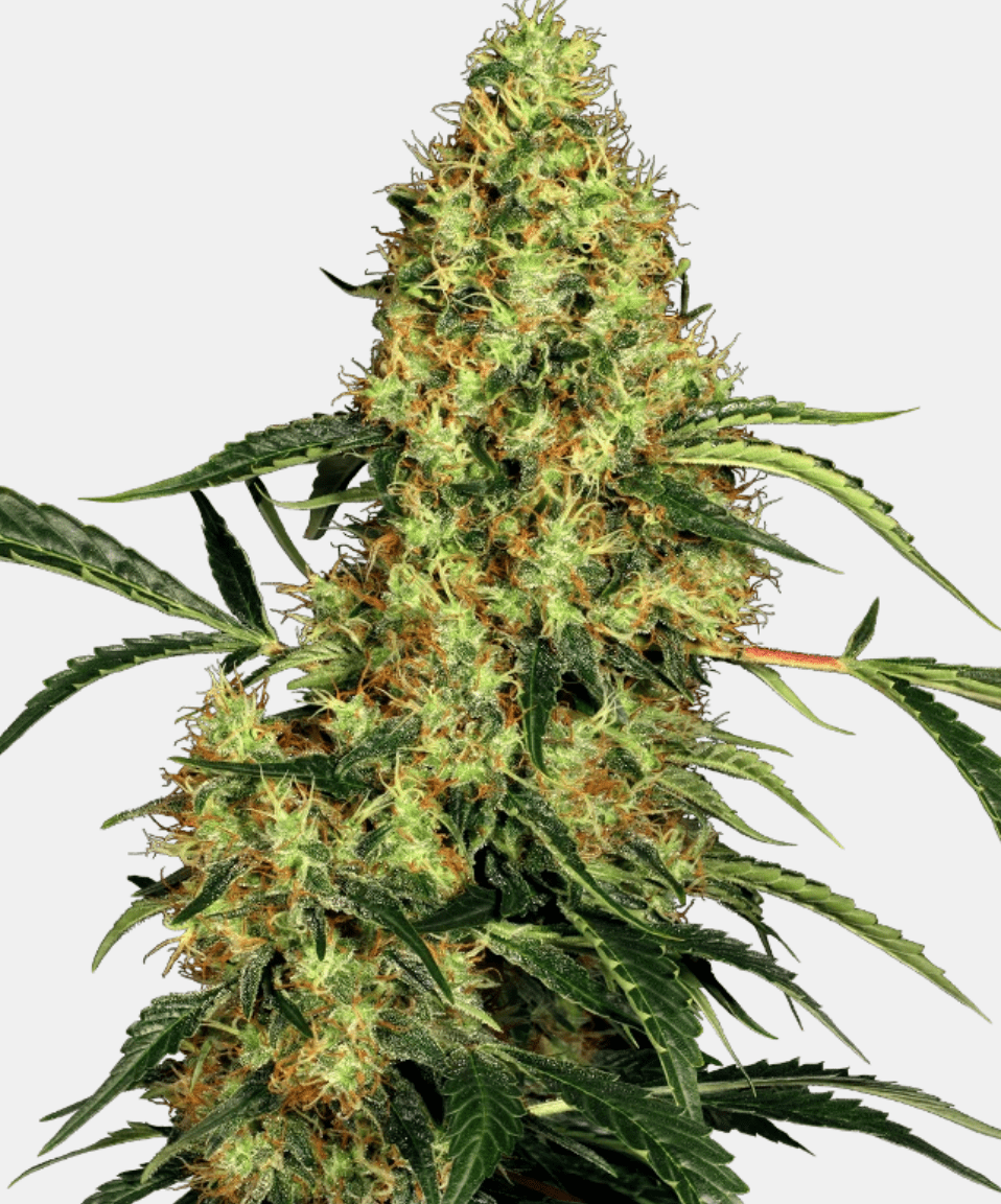 Sensi Seeds Mexican Sativa (1 FEM) - BudMother.com