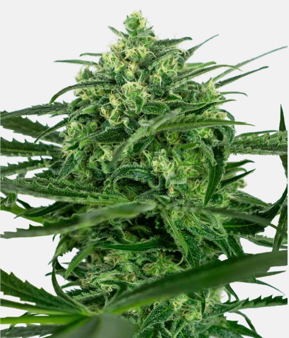 Sensi Seeds Sensi Amnesia (1 FEM) - BudMother.com