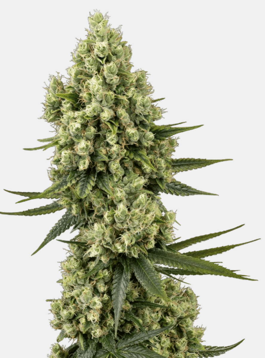 Sensi Seeds Silver Fire (3 FEM) - BudMother.com