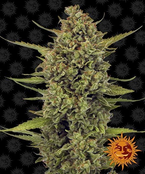 Barneys Farm Acapulco Gold (3 FEM)
