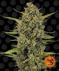 Barneys Farm Acapulco Gold (3 FEM) - BudMother.com