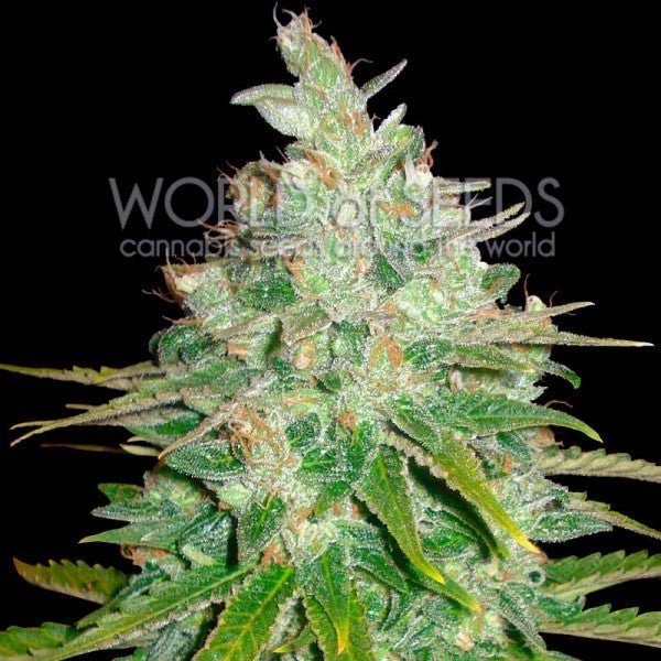 WOS Afghan Kush x Black Domina (3 FEM) - BudMother.com