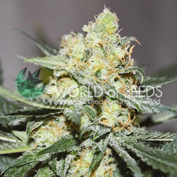 WOS Afghan Kush x Skunk (3 FEM) - BudMother.com