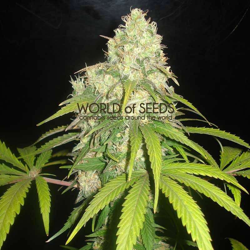 WOS Afghan Kush x Yumbolt (3 FEM) - BudMother.com