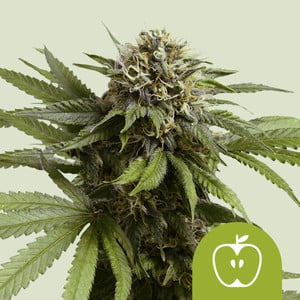Royal Queen Apple Fritter Automatic (1 FEM)
