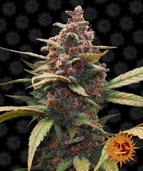 Barneys Farm Ayahuasca Purple (3 FEM)