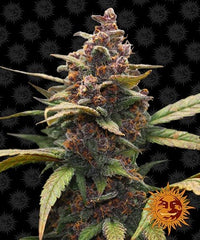 Barneys Farm Ayahuasca Purple (3 FEM) - BudMother.com