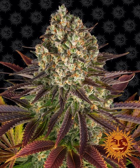 Barneys Farm Biscotti (3 FEM)