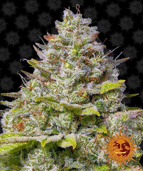 Barneys Farm Blue Gelato 41 (1 FEM)