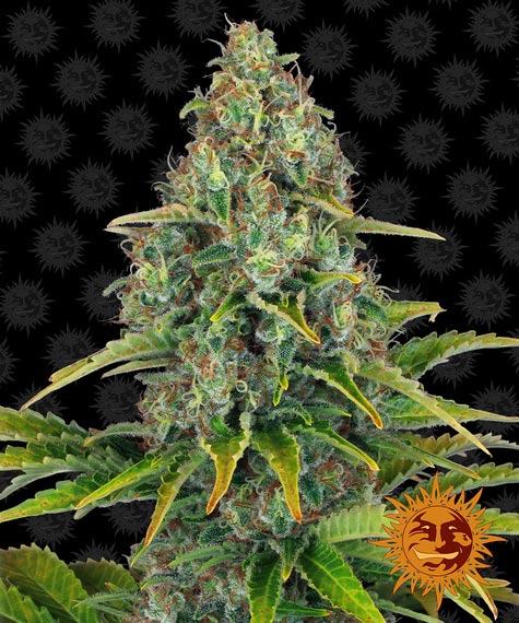 Barneys Farm Blue Cheese Auto (1 FEM) - BudMother.com