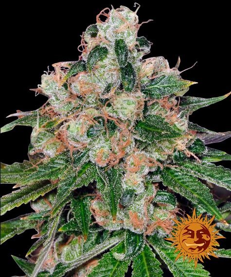 Barneys Farm CBD Caramel (10 Regular)