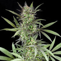 Bild in Galerie-Viewer laden, G13 Labs Blue Venom (5 FEM) - BudMother.com
