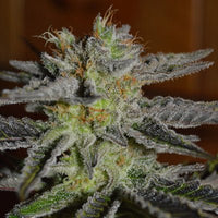 Bild in Galerie-Viewer laden, G13 Labs Double Black (5 FEM) - BudMother.com
