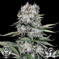 Bild in Galerie-Viewer laden, G13 Labs Runtz 13 (5 FEM) - BudMother.com
