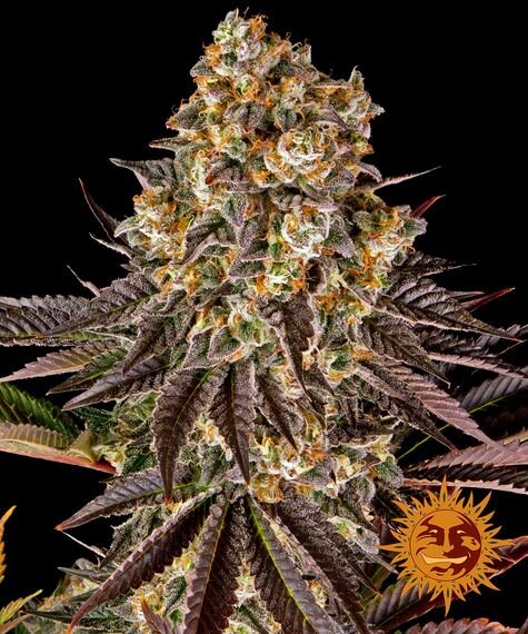 Barneys Farm Gelato #45 (3 FEM)