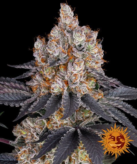 Barneys Farm Gelato (3 FEM)