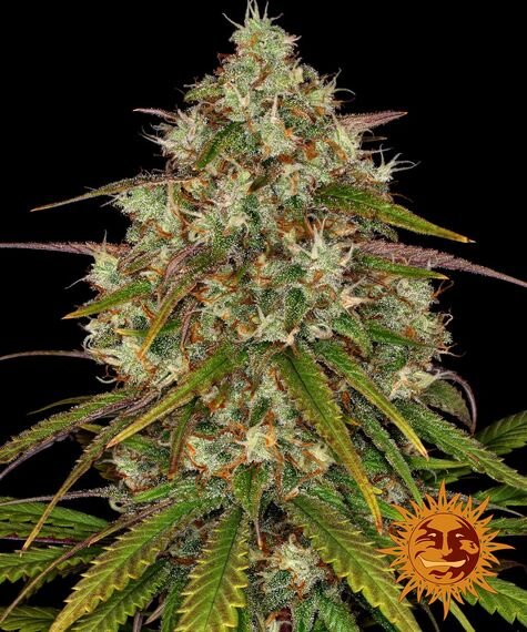 Barneys Farm Liberty Haze (3 FEM)