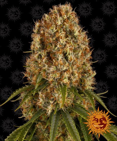 Barneys Farm Orange Sherbert (1 FEM) - BudMother.com