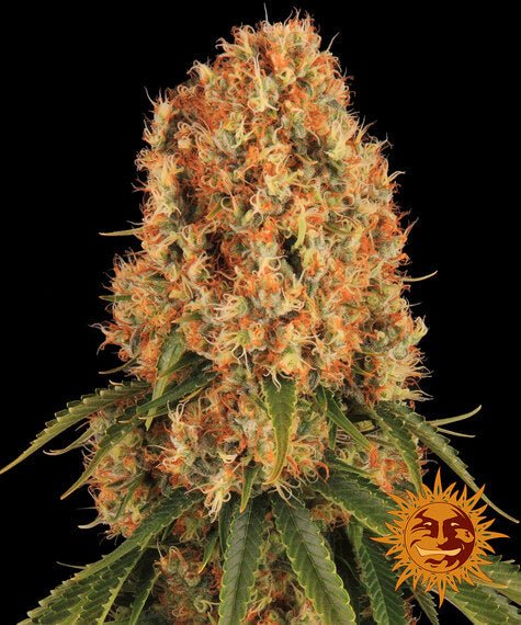 Barneys Farm Orange Sherbert (1 FEM) - BudMother.com