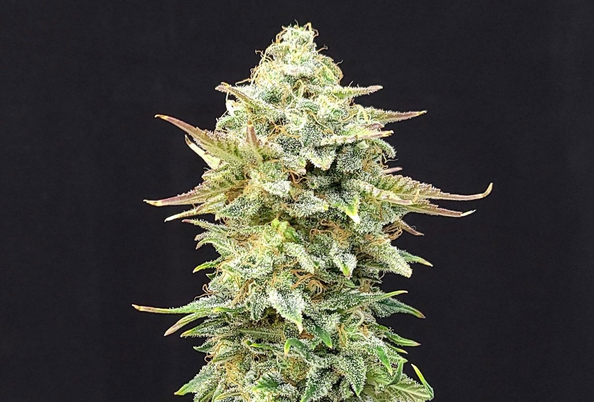 Kannabia Pineapple Dream Edition (5 FEM) - BudMother.com