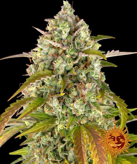 Barneys Farm Pineapple Express Auto (3 FEM) - BudMother.com