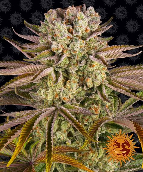 Barneys Farm Pineapple Express (1 FEM) - BudMother.com