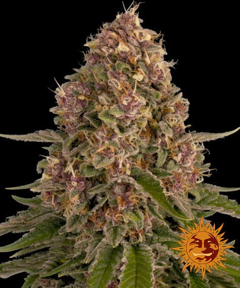 Barneys Farm Pink Kush (1 FEM) - BudMother.com