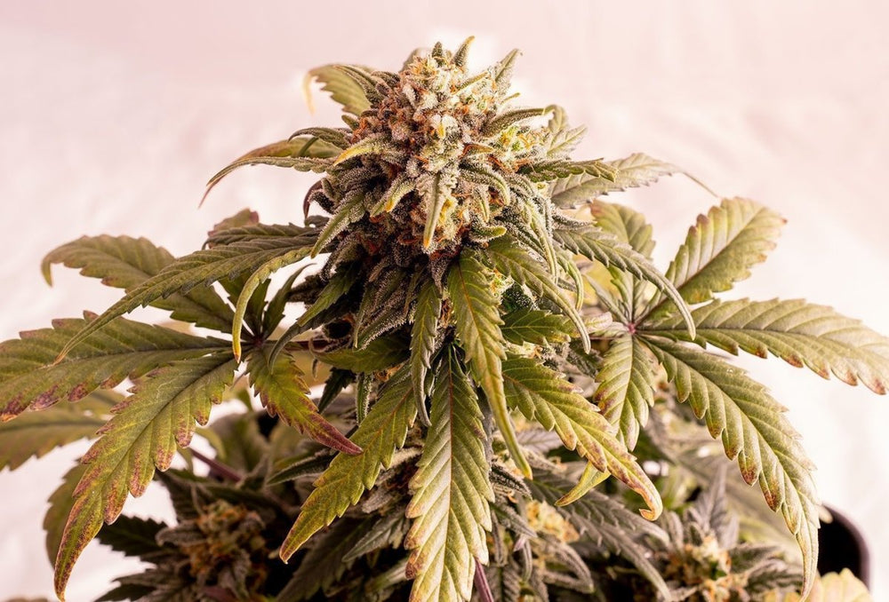 Kannabia Speedy Boom Auto Feminized (5+2 Free) - BudMother.com