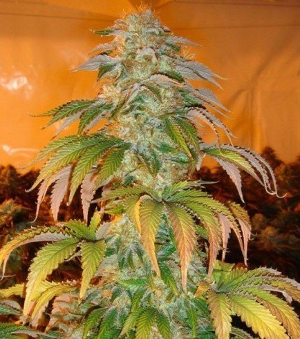 Paradise Seeds Spoetnik #1 (5 FEM) - BudMother.com