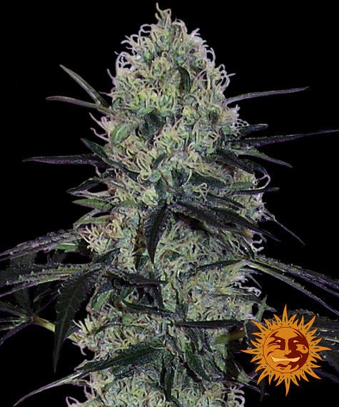 Barneys Farm Tangerine Dream Auto (3 FEM) - BudMother.com