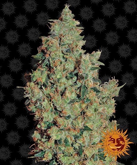 Barneys Farm Tangerine Dream (3 FEM) - BudMother.com