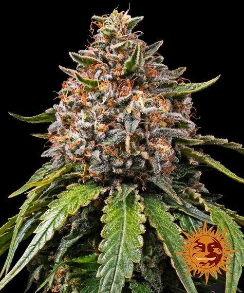 Barneys Farm White Widow XXL (1 FEM) - BudMother.com