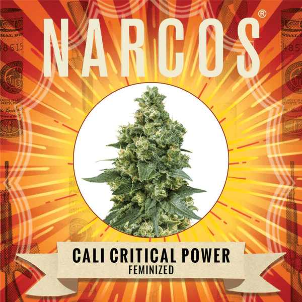 Narcos Cali Critical Power Feminized (3 seeds pack) - BudMother.com