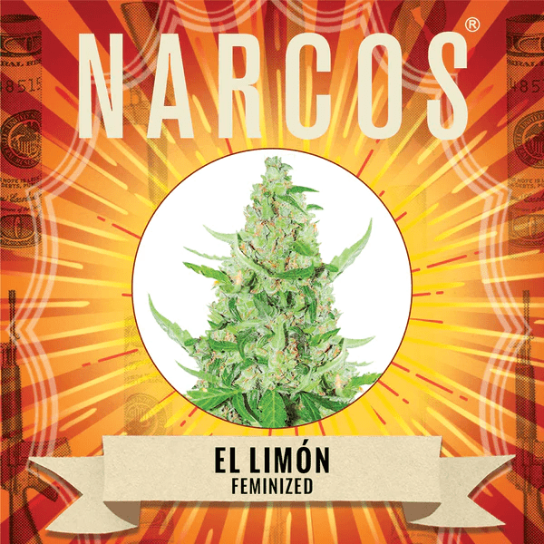 Narcos EL Limon Feminized (3 seeds pack) - BudMother.com