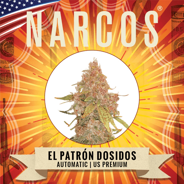 Narcos EL Patron Dosidos Autoflowering (3 seeds pack) - BudMother.com