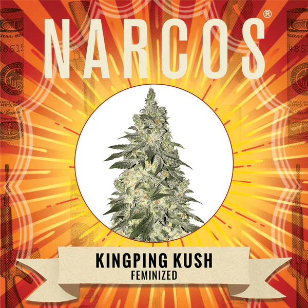 Narcos Kingpin Kush Feminized (3 seeds pack) - BudMother.com