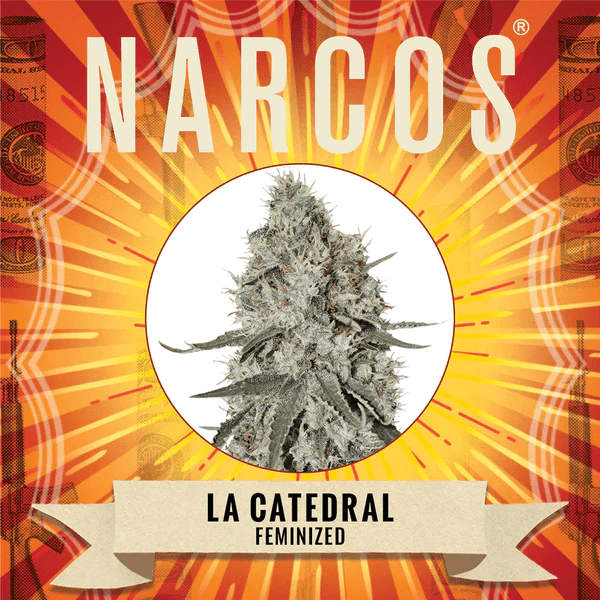 Narcos La Catendral Feminized (3 seeds pack) - BudMother.com