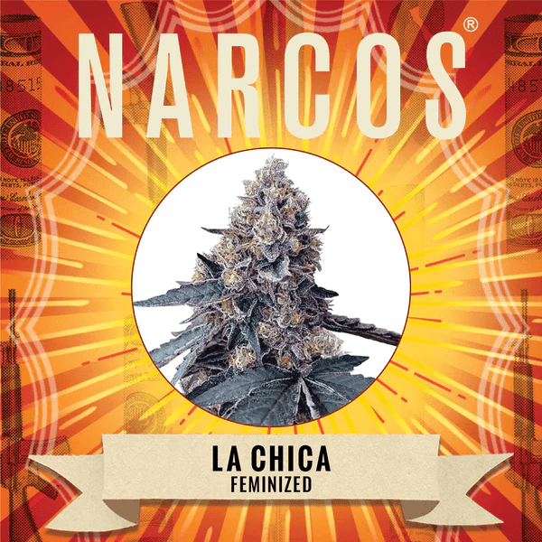 Narcos La Chica Feminized (3 seeds pack) - BudMother.com