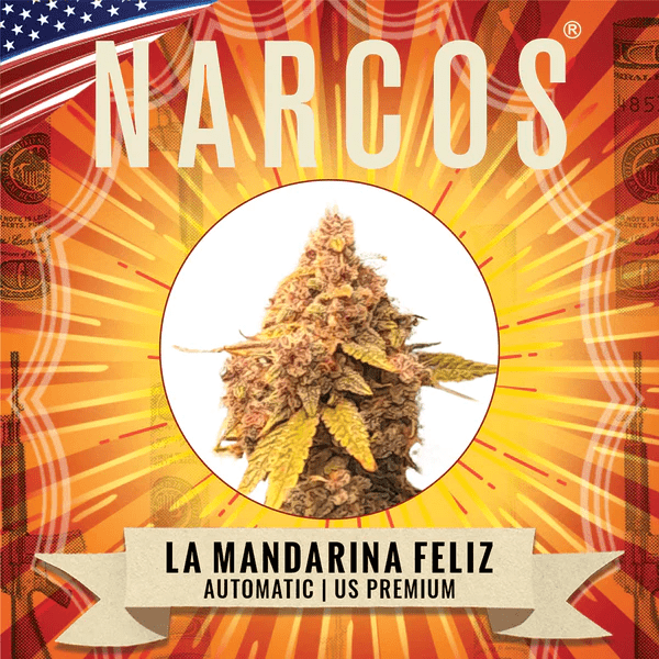 Narcos La Mandarina Feliz Autoflowering (3 seeds pack) - BudMother.com